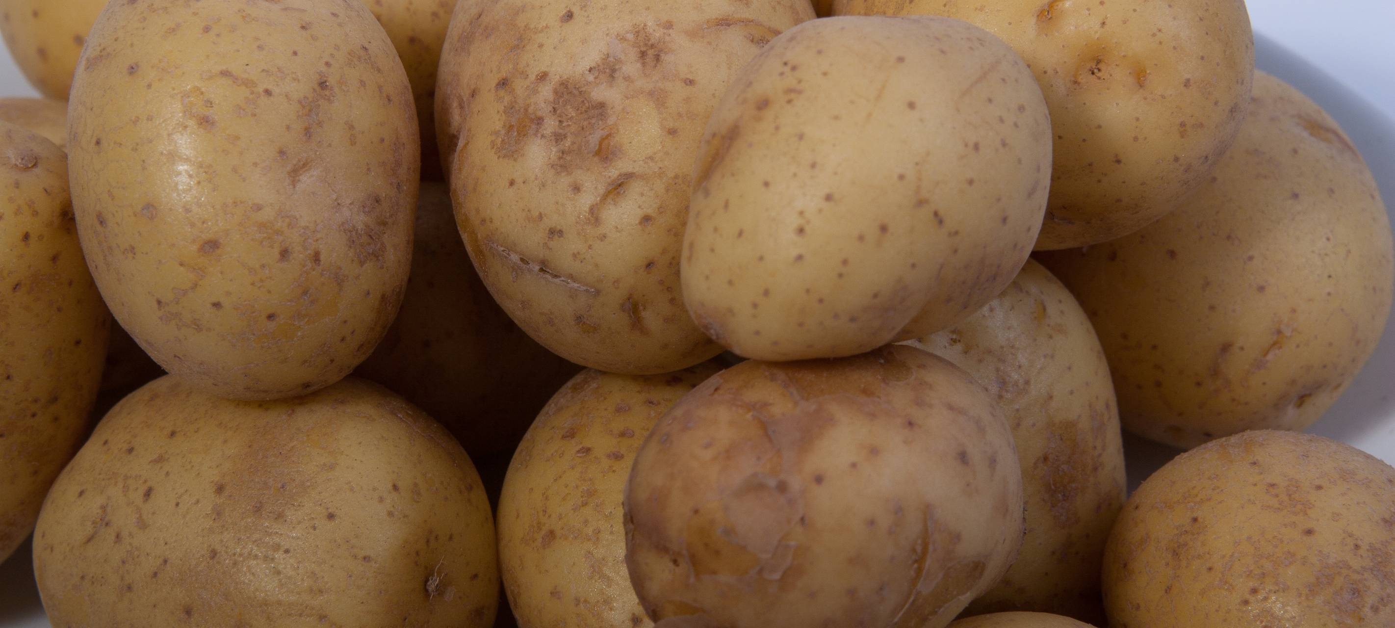 Niederrhein: Kartoffelbauern in Sorge