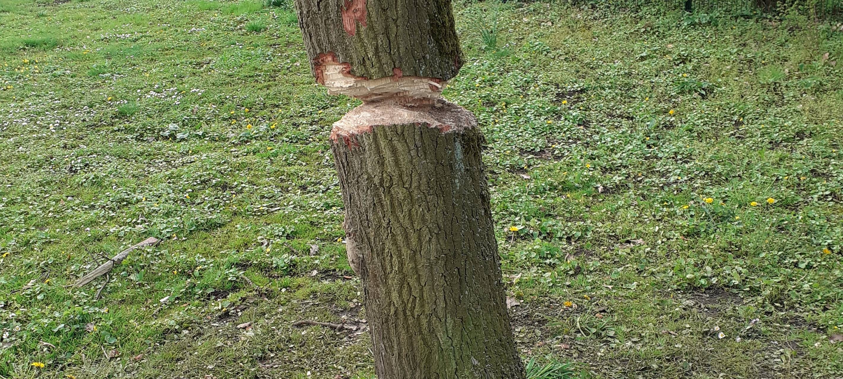 Baum mutwillig zerstört