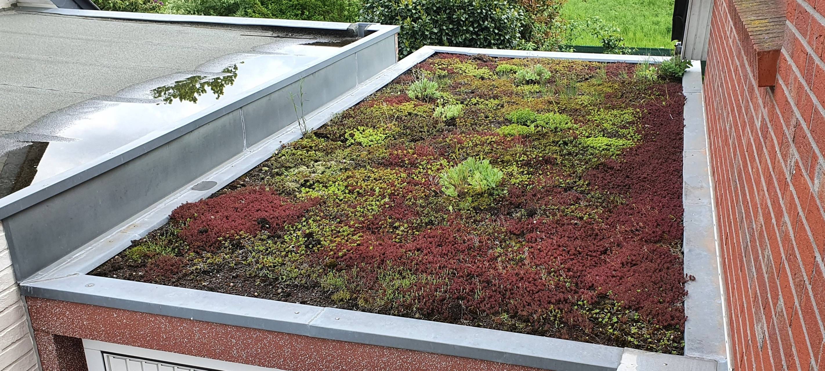 Grefrath fördert Dachbegrünung und Baumpflanzungen