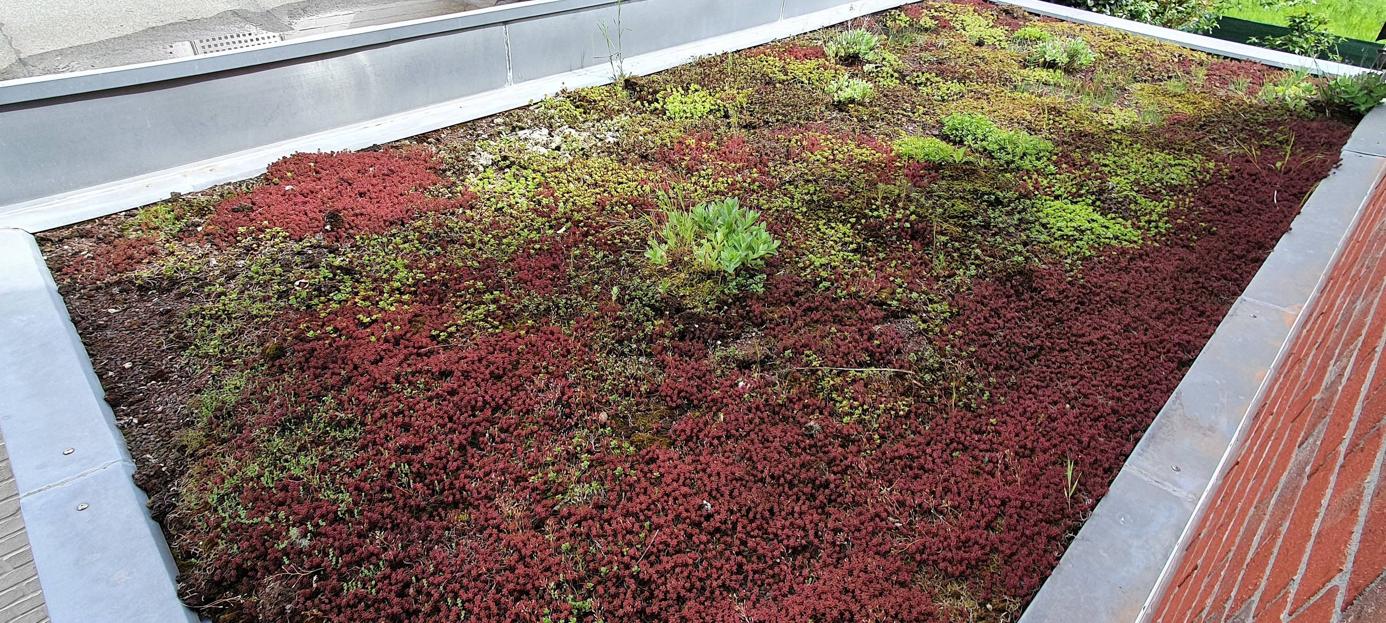 Dachbegrünung selbst machen