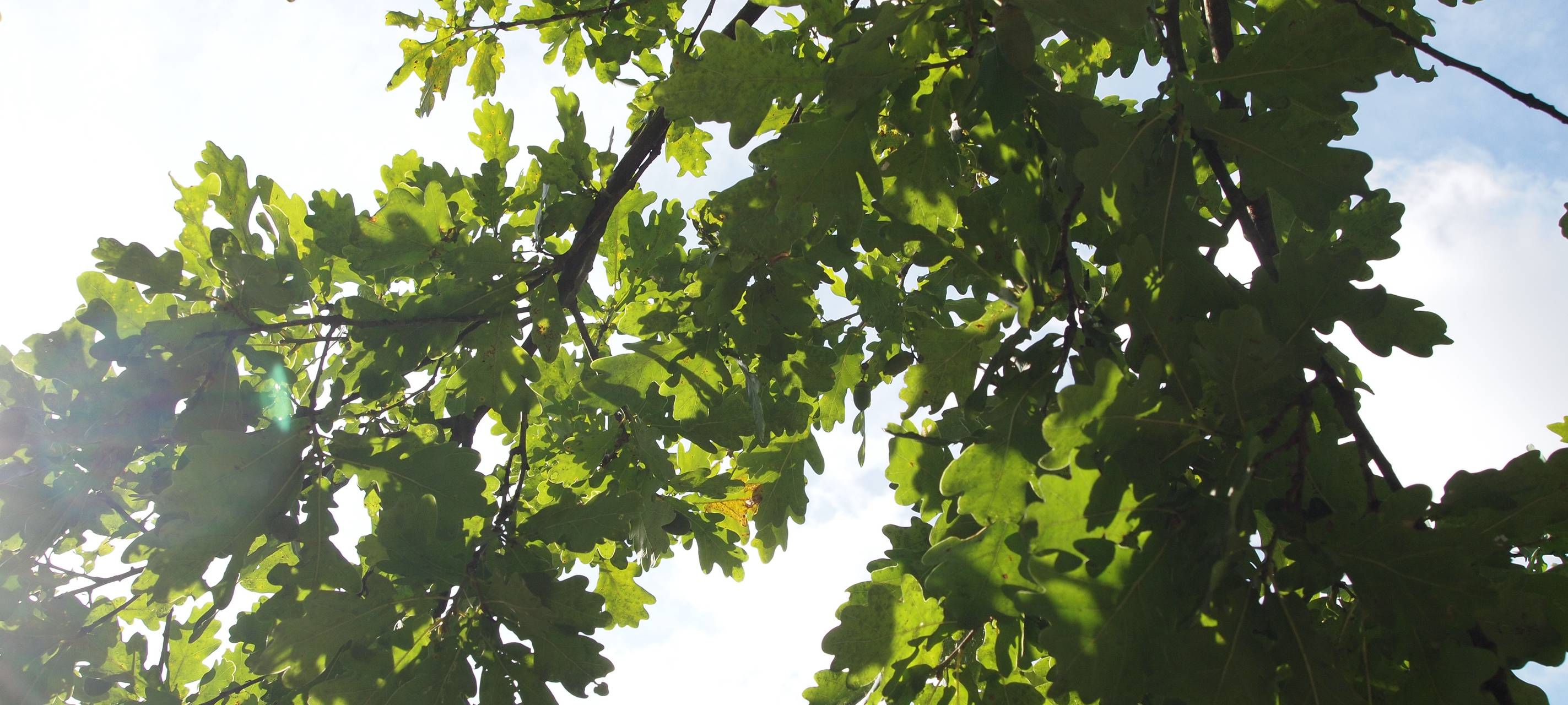 1.000 neue Bäume für Viersen