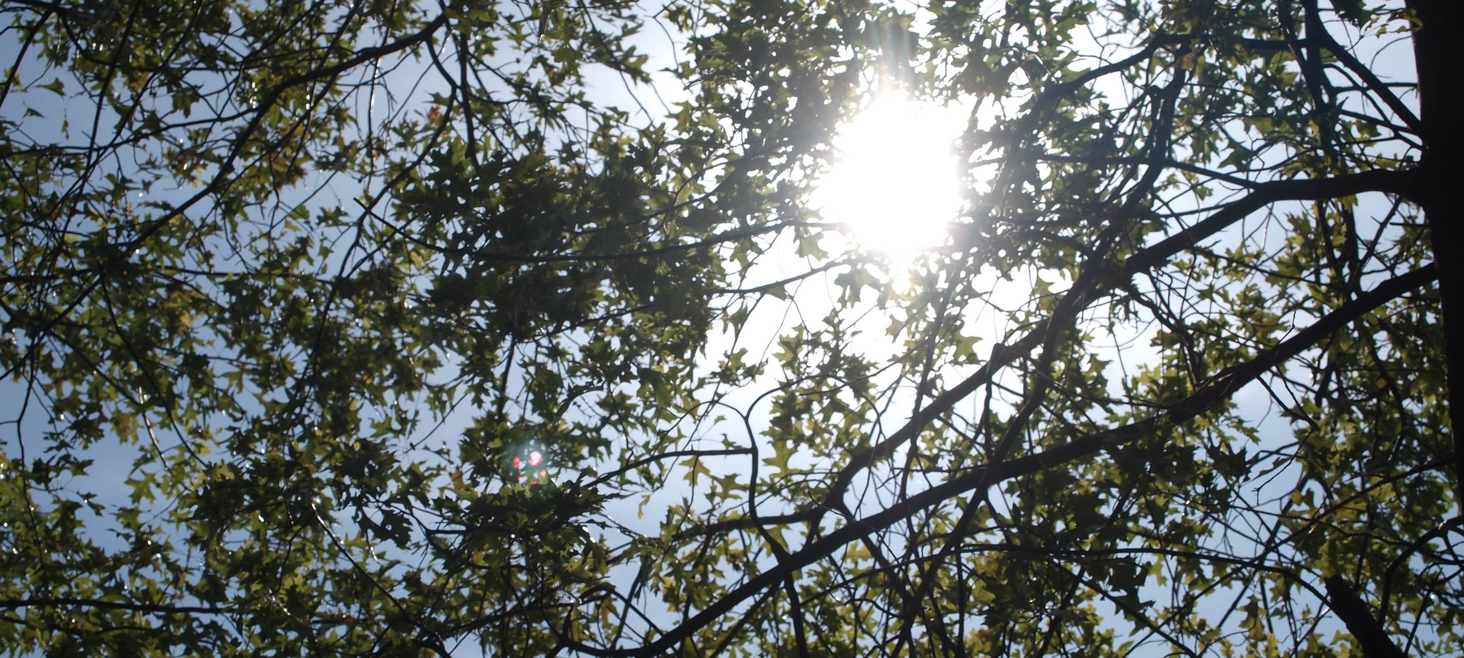 Stadt Viersen muss zwanzig Bäume fällen