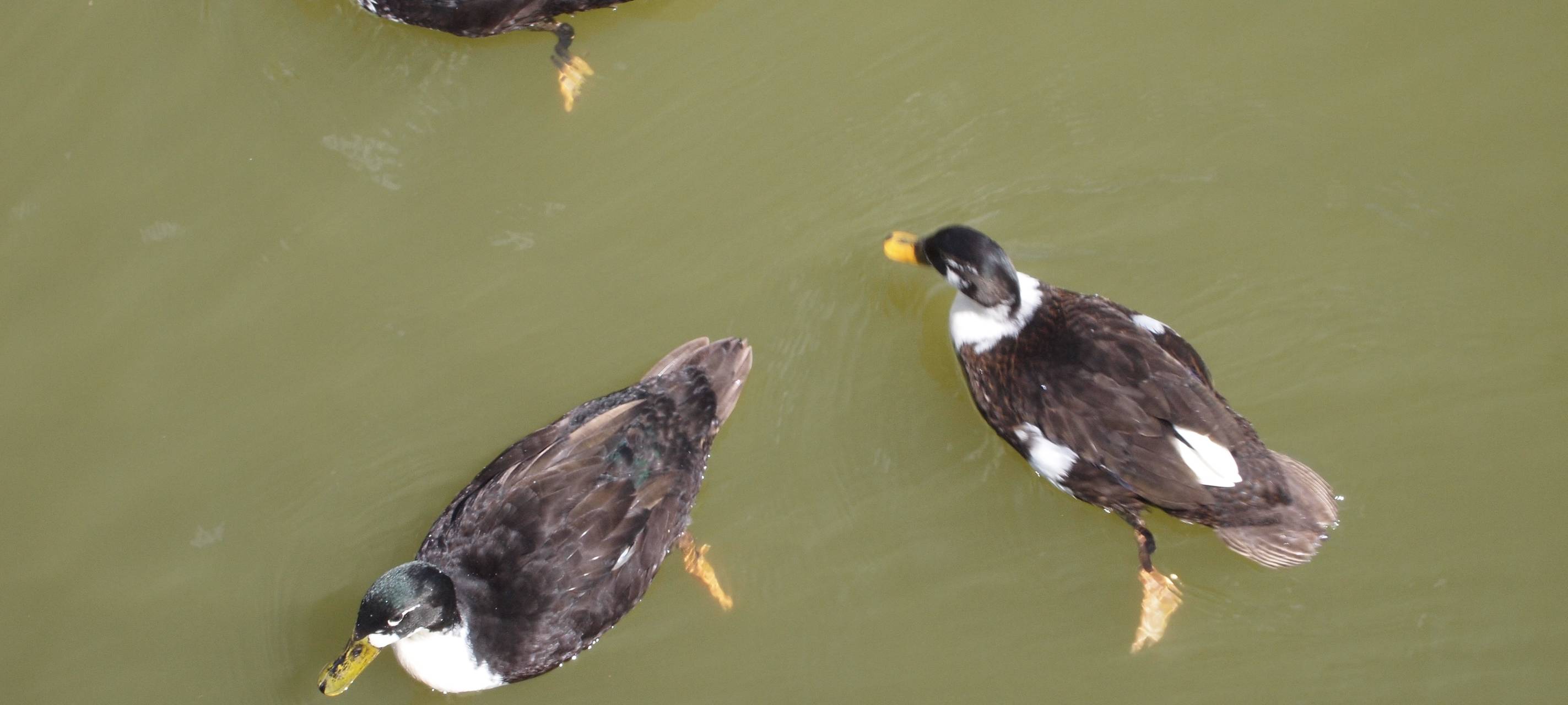 Tote Enten starben an Wildvogelbotulismus