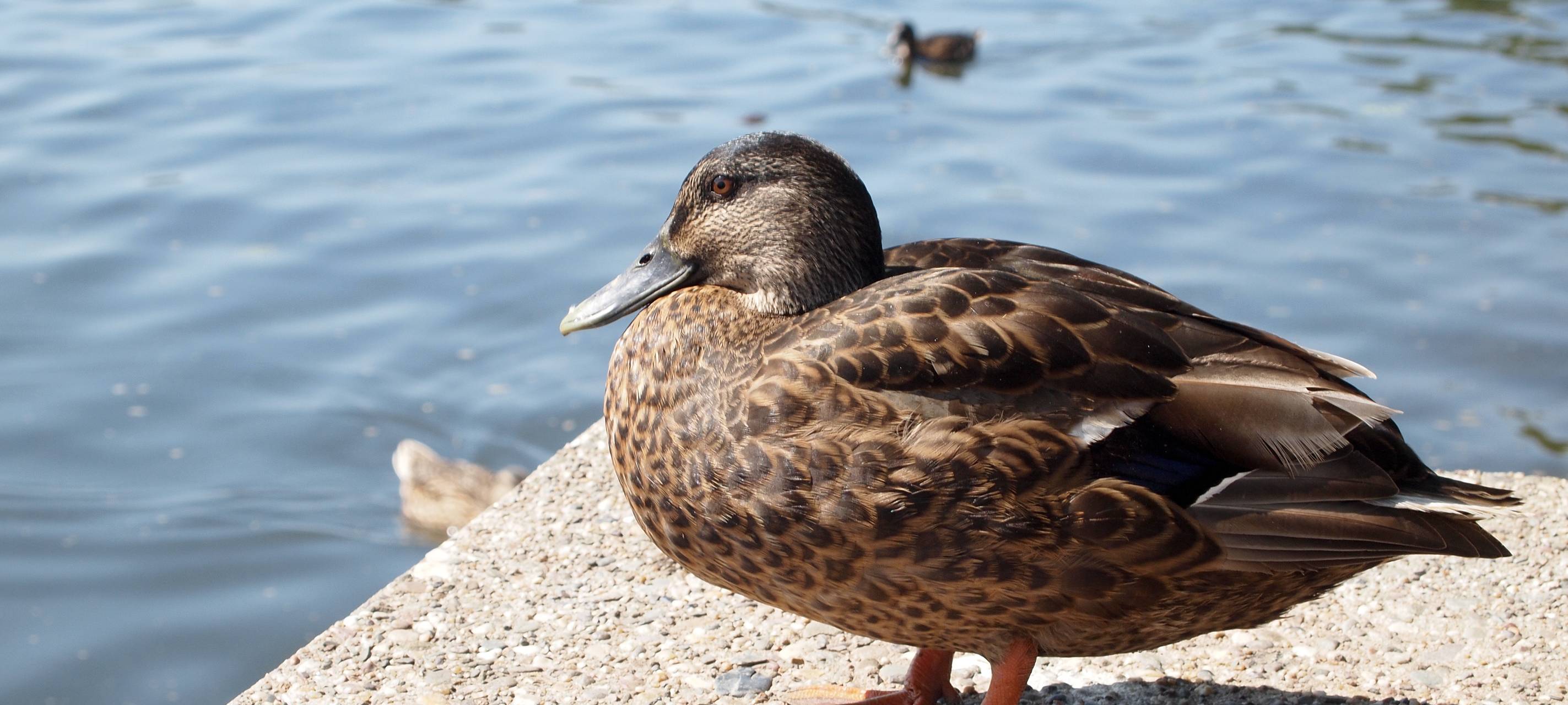 Tote Enten in Willich: Suche nach Ursache läuft