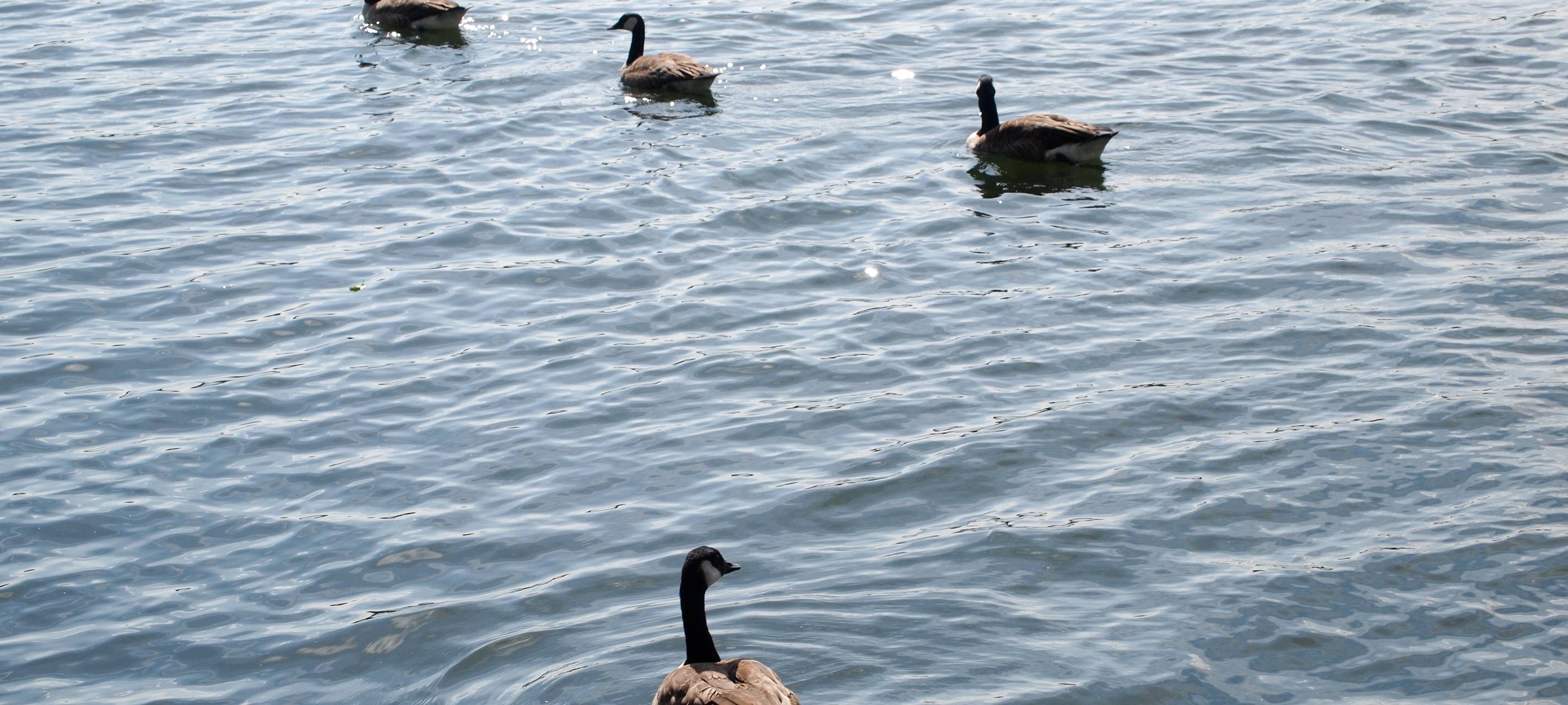 Geflügelpest: Tote Wildgänse am Elfrather See