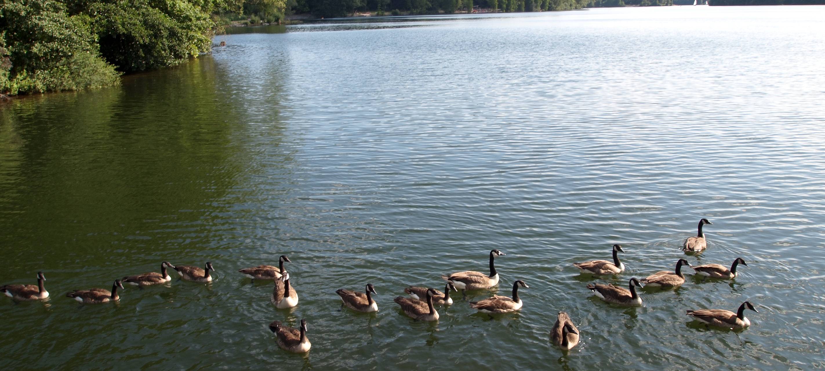 Solaranlage auf Königshüttesee in Kempen geplant
