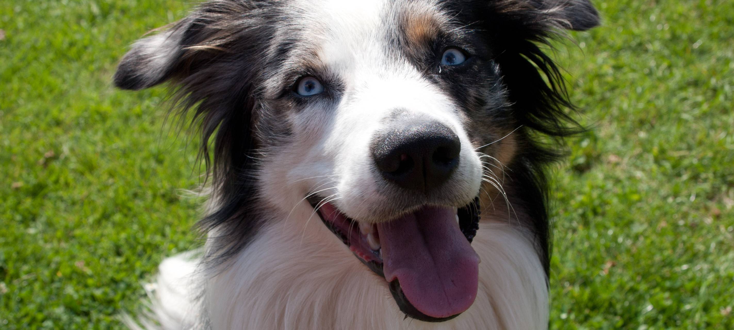 Bagatellsteuern bereichern den Niederrhein