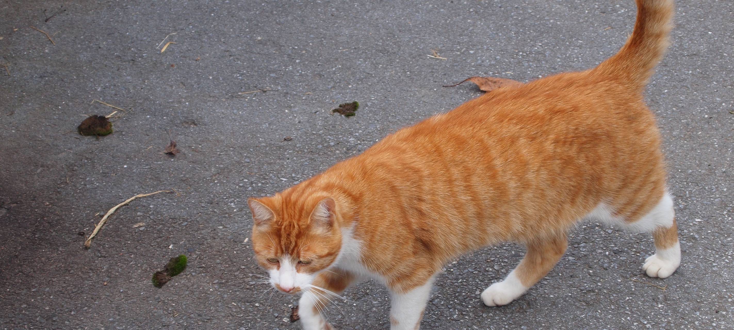 Neue Regeln für Katzenhalter - Kreis rüstet sich