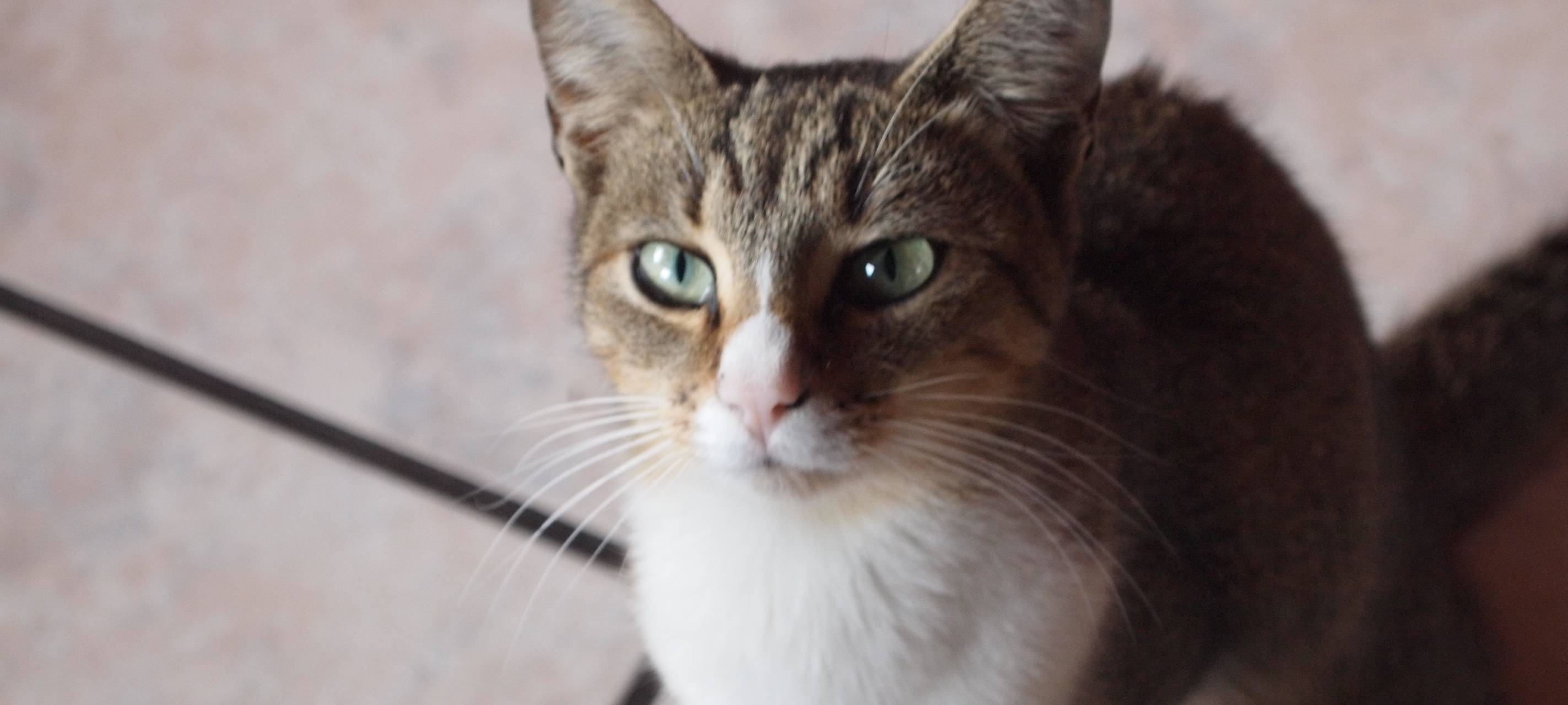 PETA setzt Belohnung nach Katzentod in Viersen aus