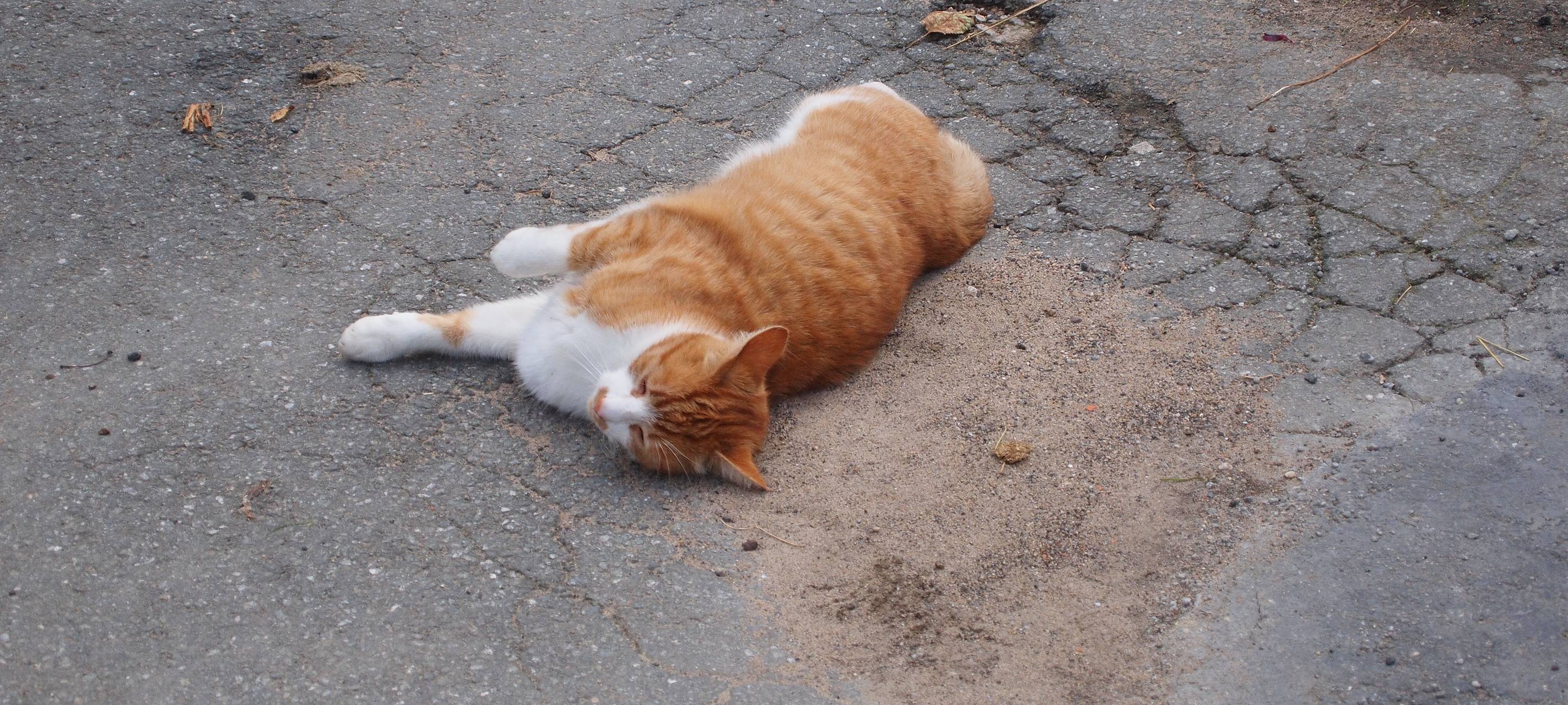 Katzenkastration im Kreis Viersen ab 2022