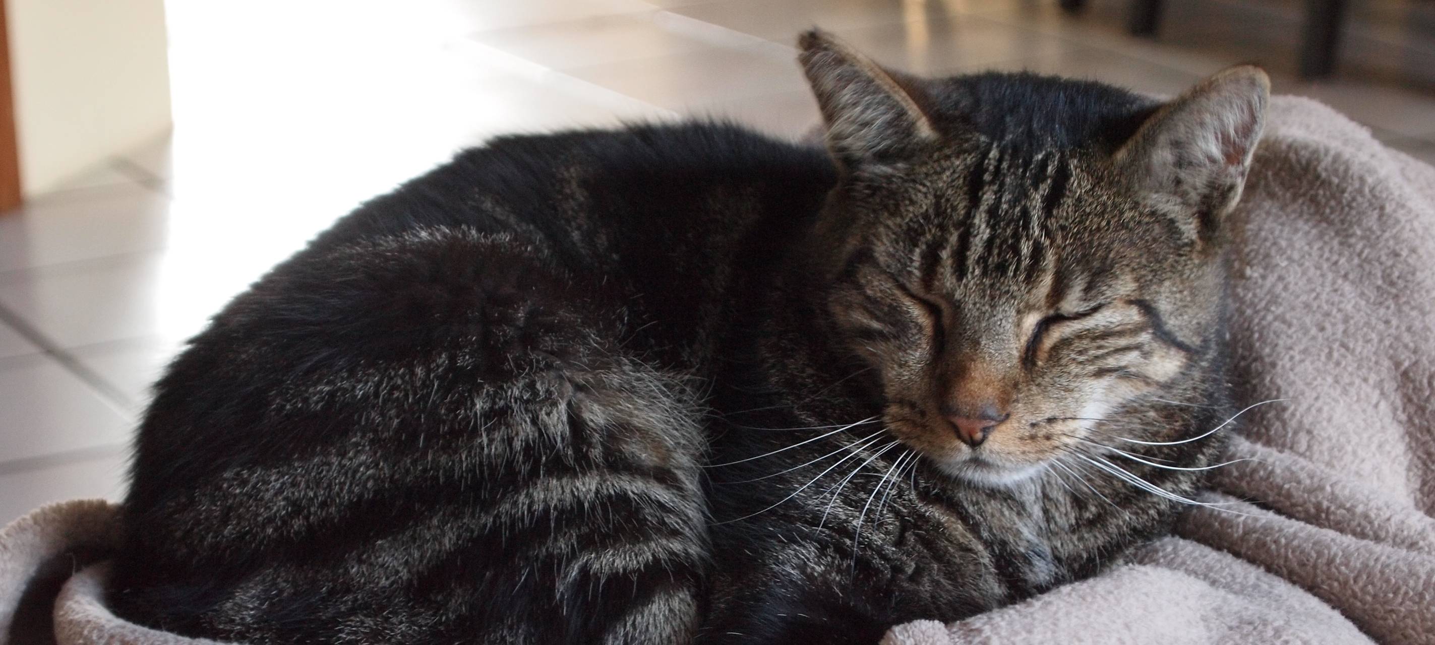 Fälle von Katzenseuche im Kreis Viersen