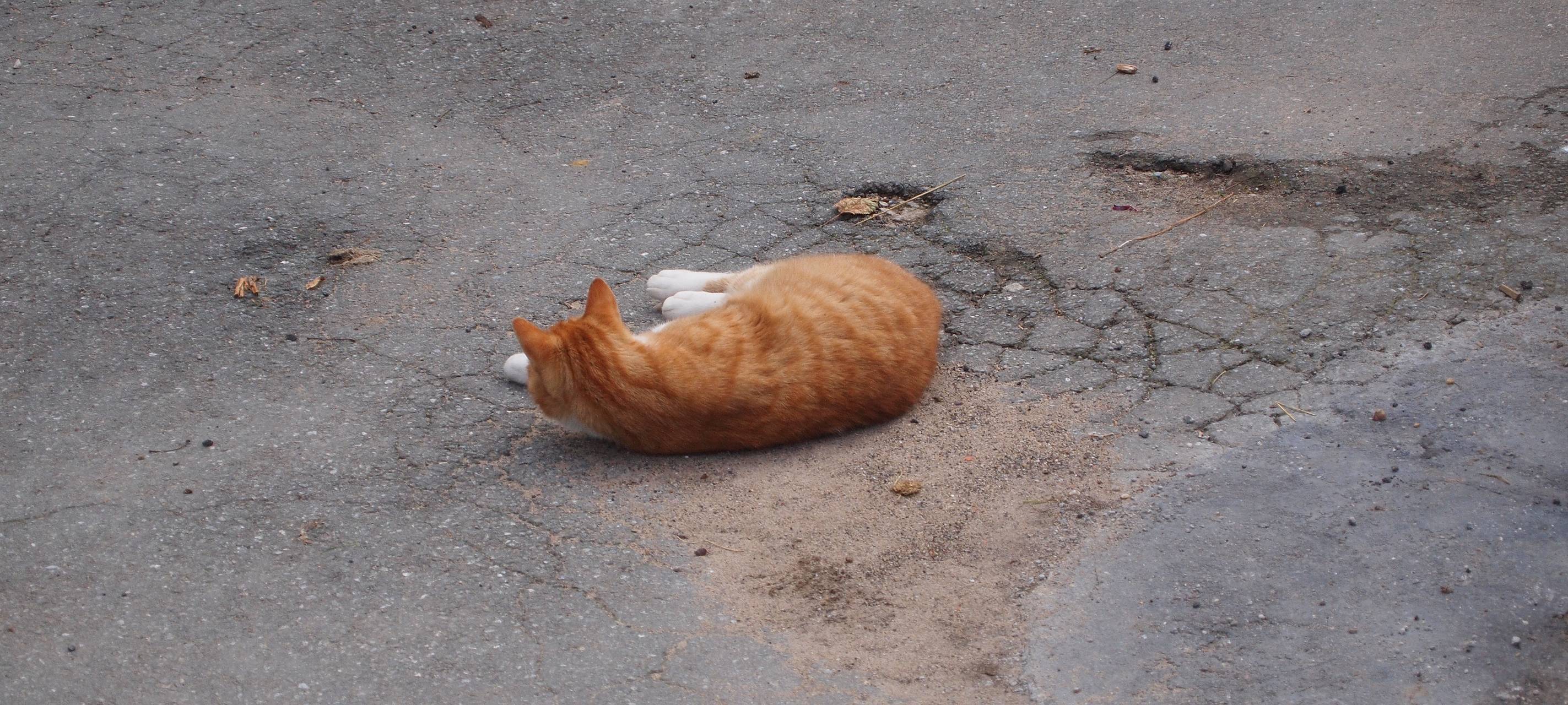 Katzenschutzverordnung kommt auch in Krefeld