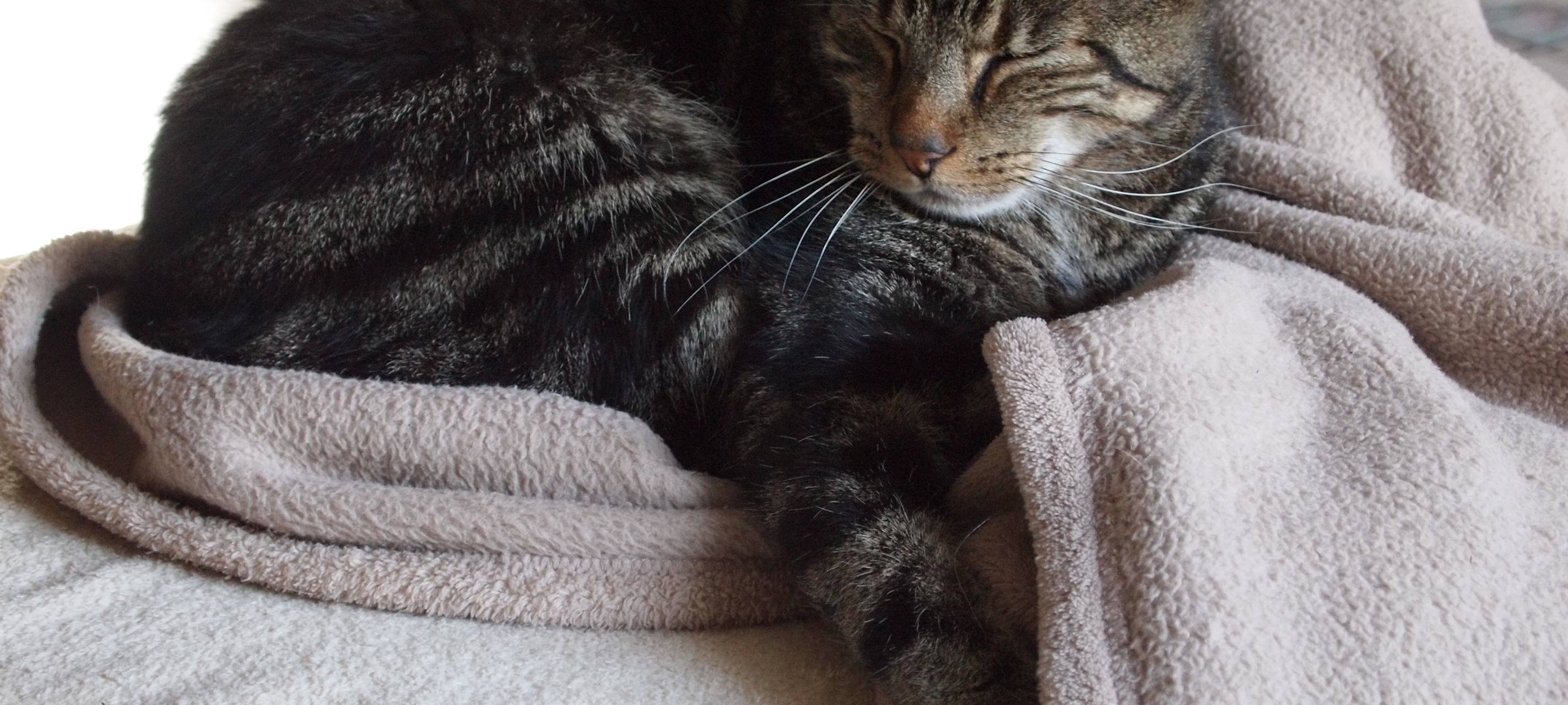 Kastrationspflicht für Katzen kommt