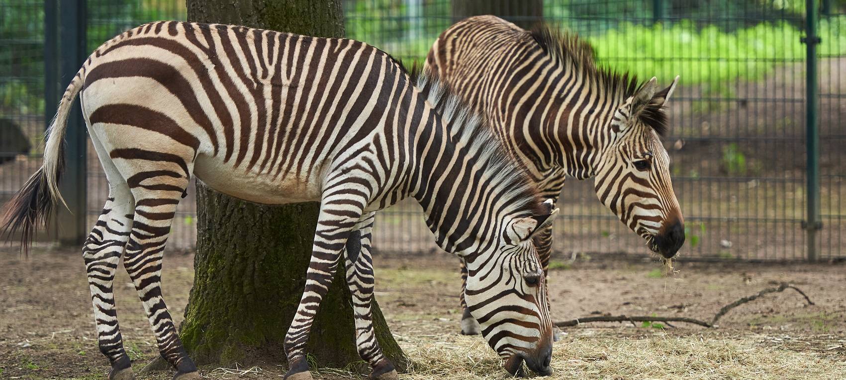 Neues Zuhause für Zebras im Krefelder Zoo