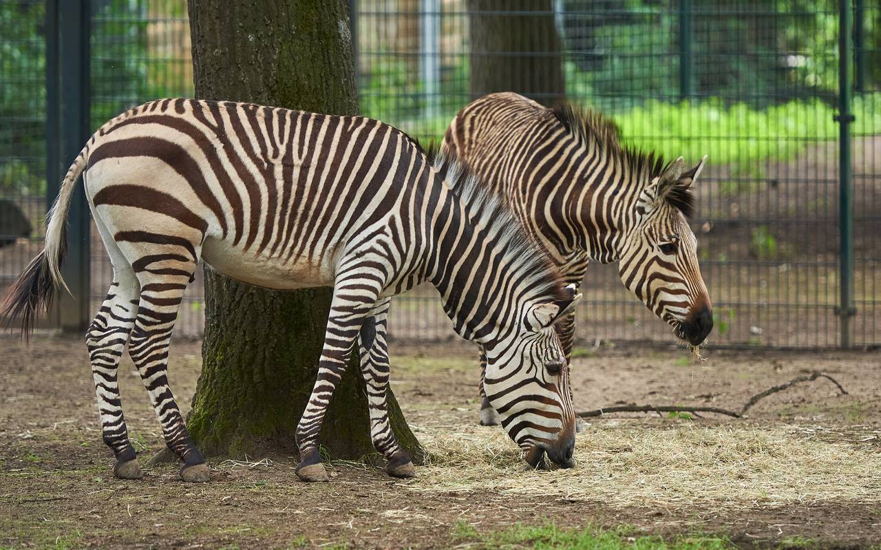 Neues Zuhause für Zebras im Krefelder Zoo - Welle Niederrhein
