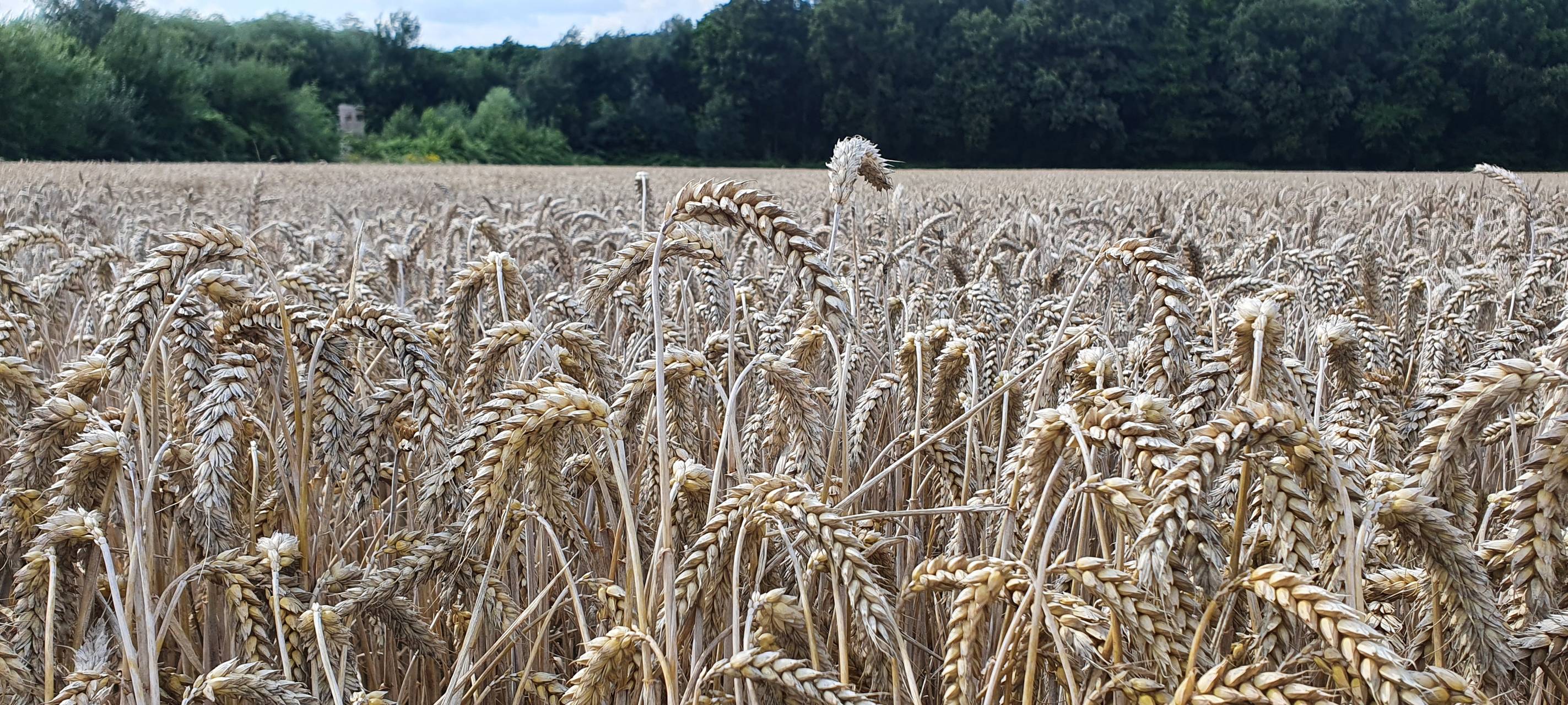 Getreideernte am Niederrhein läuft schleppend