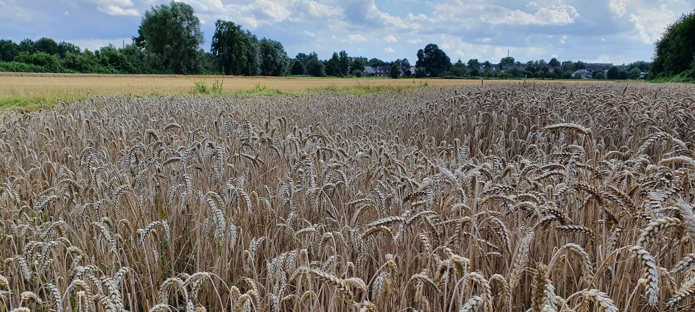 Landwirte ernüchtert über Lockerungen der EU