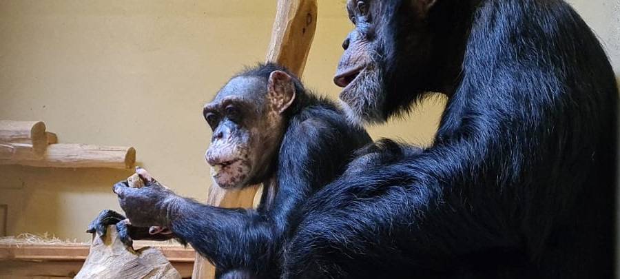 Krefelder Affenhaus kurz vor der Eröffnung