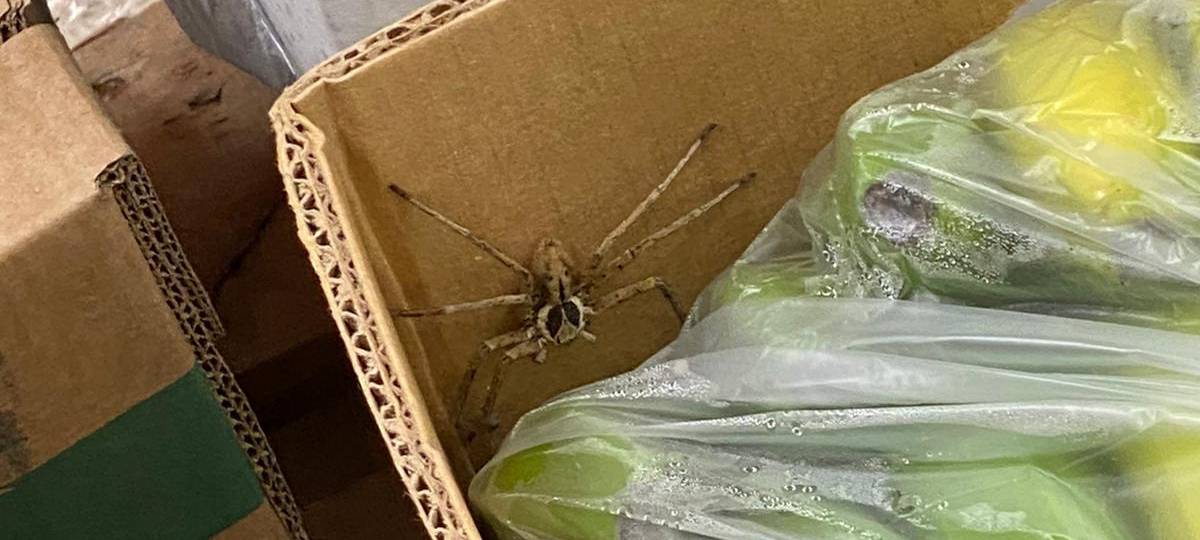 Giftige Spinne in Bananenkiste gefunden