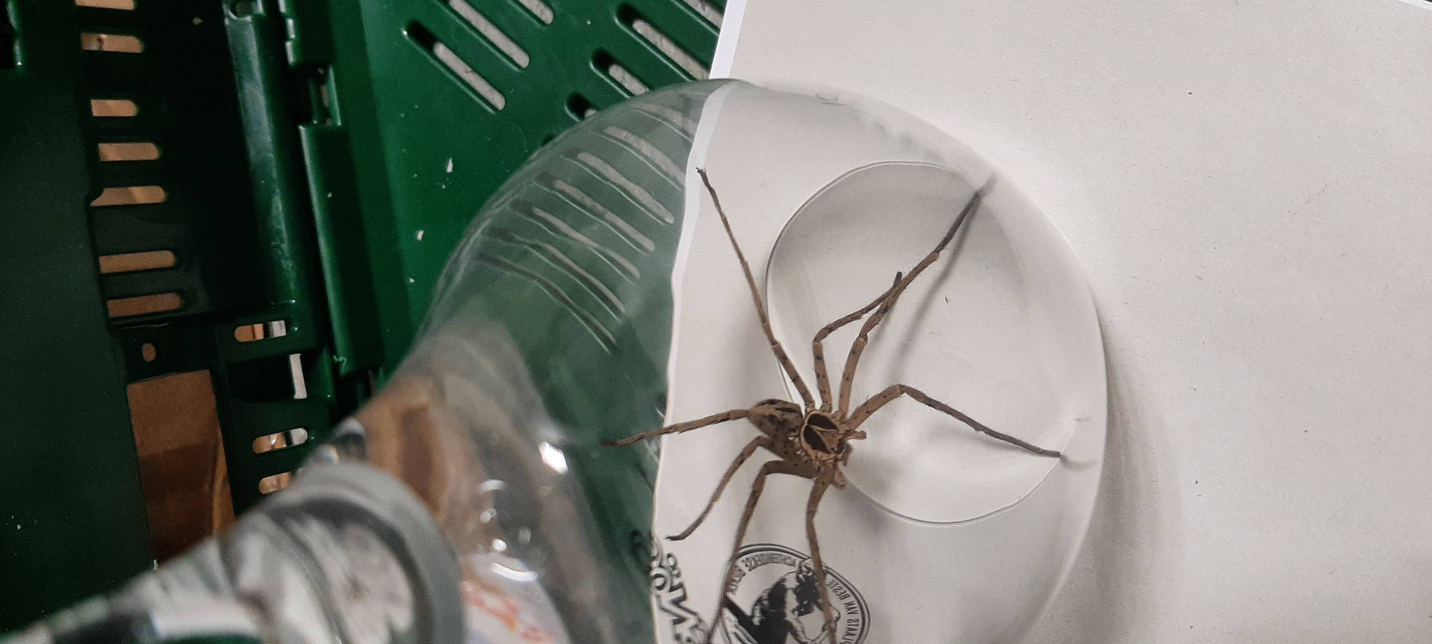 Wieder Giftspinne in Bananenkiste entdeckt