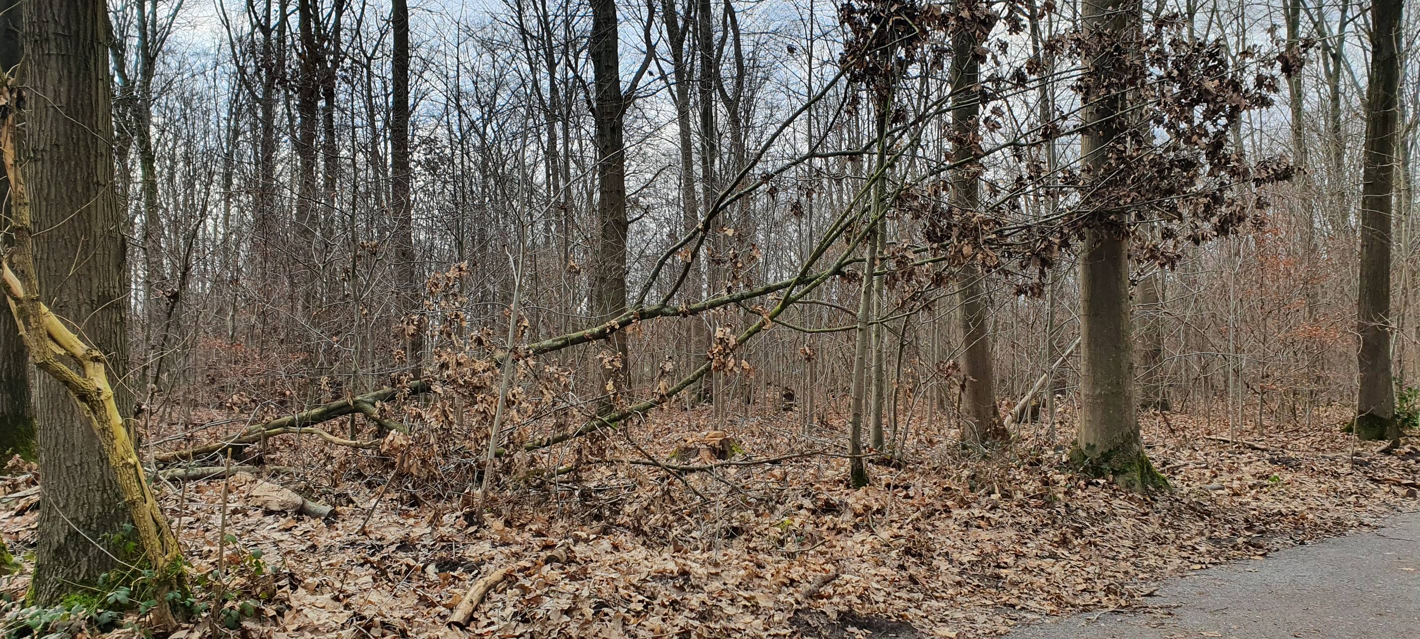 Gefahr im Wald: Warnung vor herabfallendem Eis und Ästen