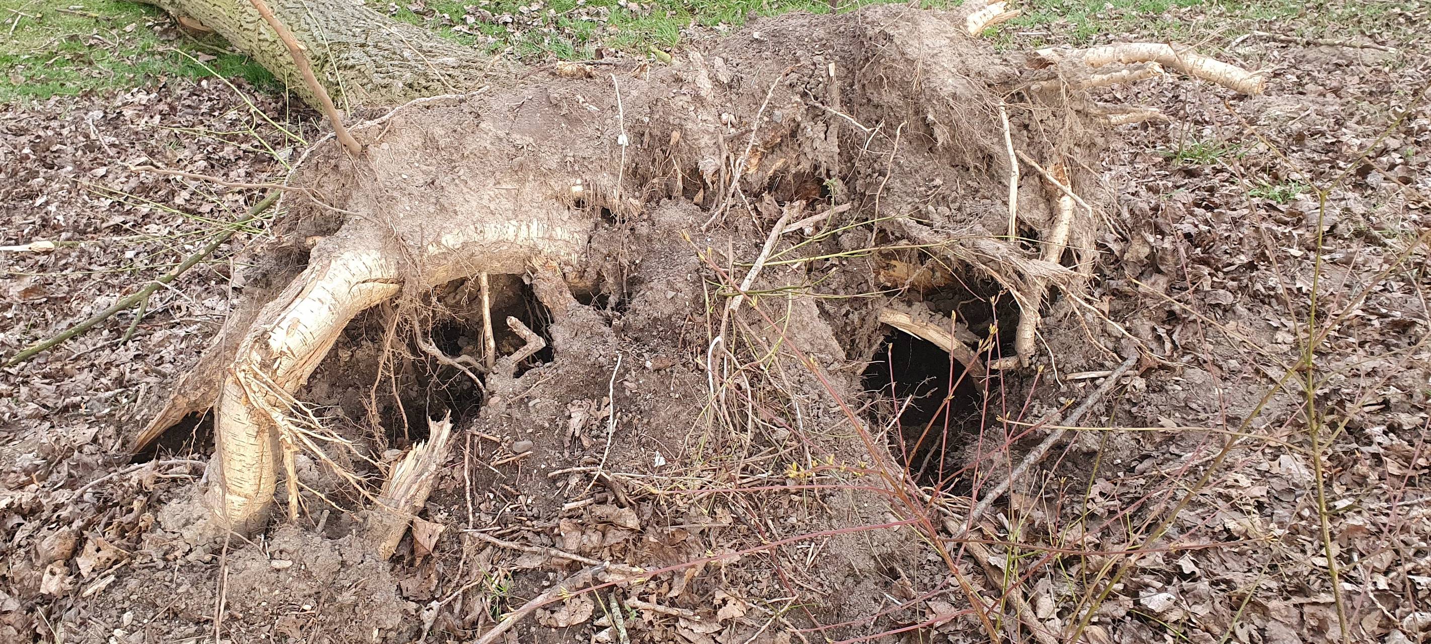 Nach Sturm: Umgestürzte Bäume am Niederrhein