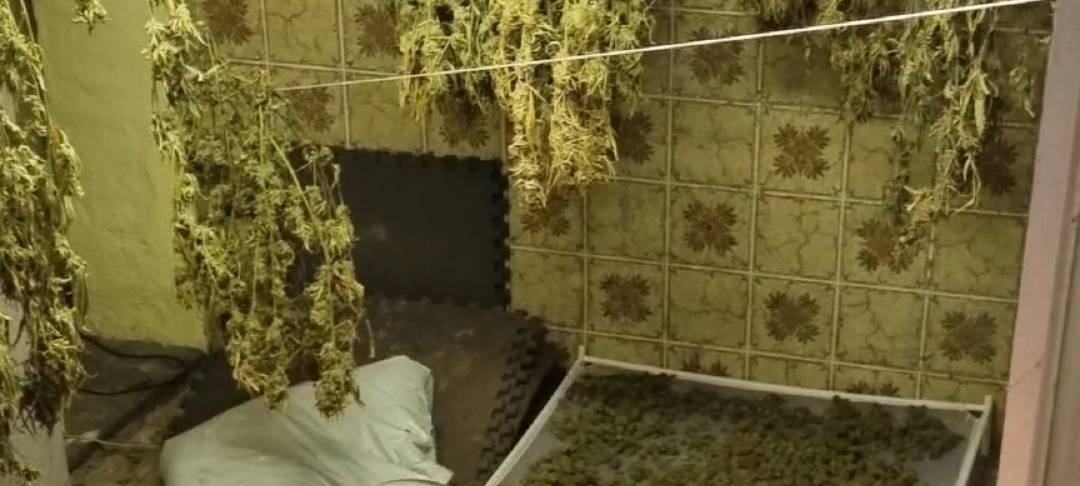 Drogen angebaut: Polizei nimmt Krefelder fest