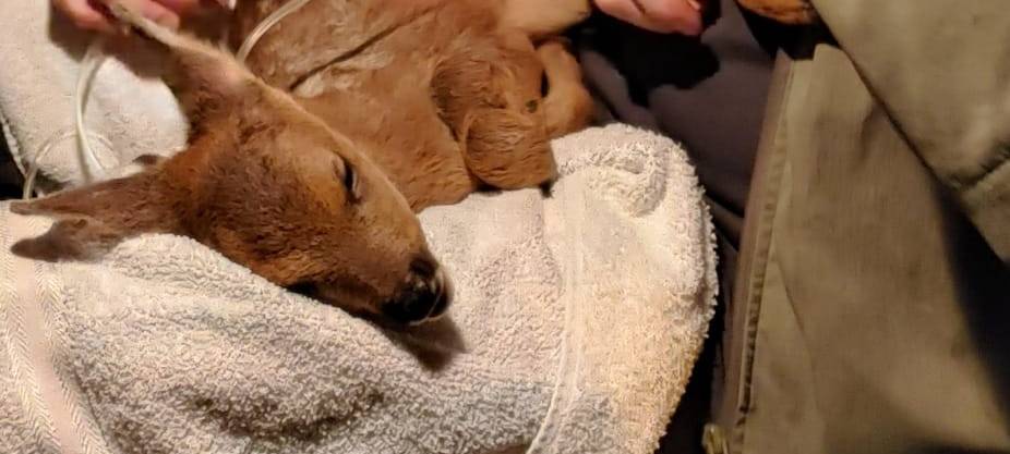 Krefeld: Verwaistes Rehkitz im Forstwald