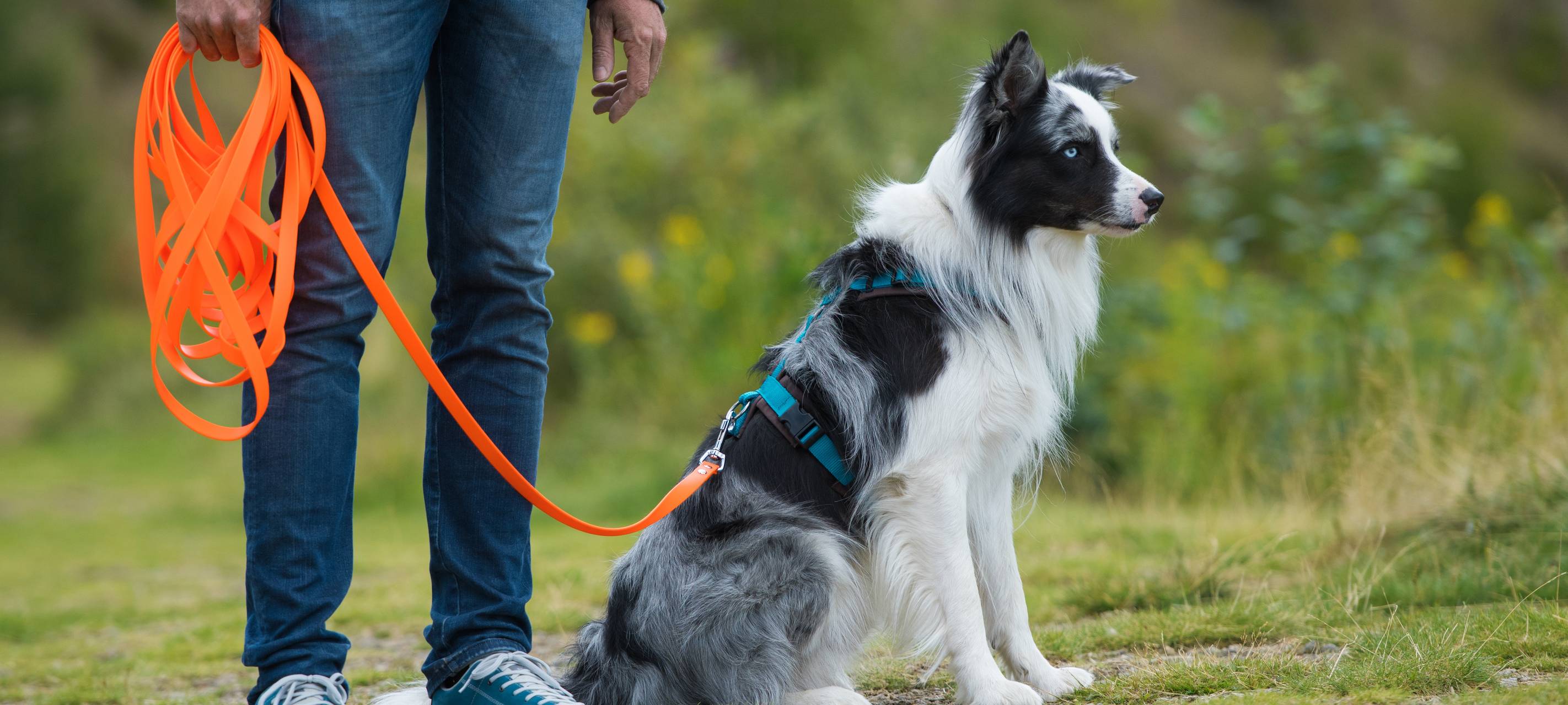 Viersen: Hunde online anmelden