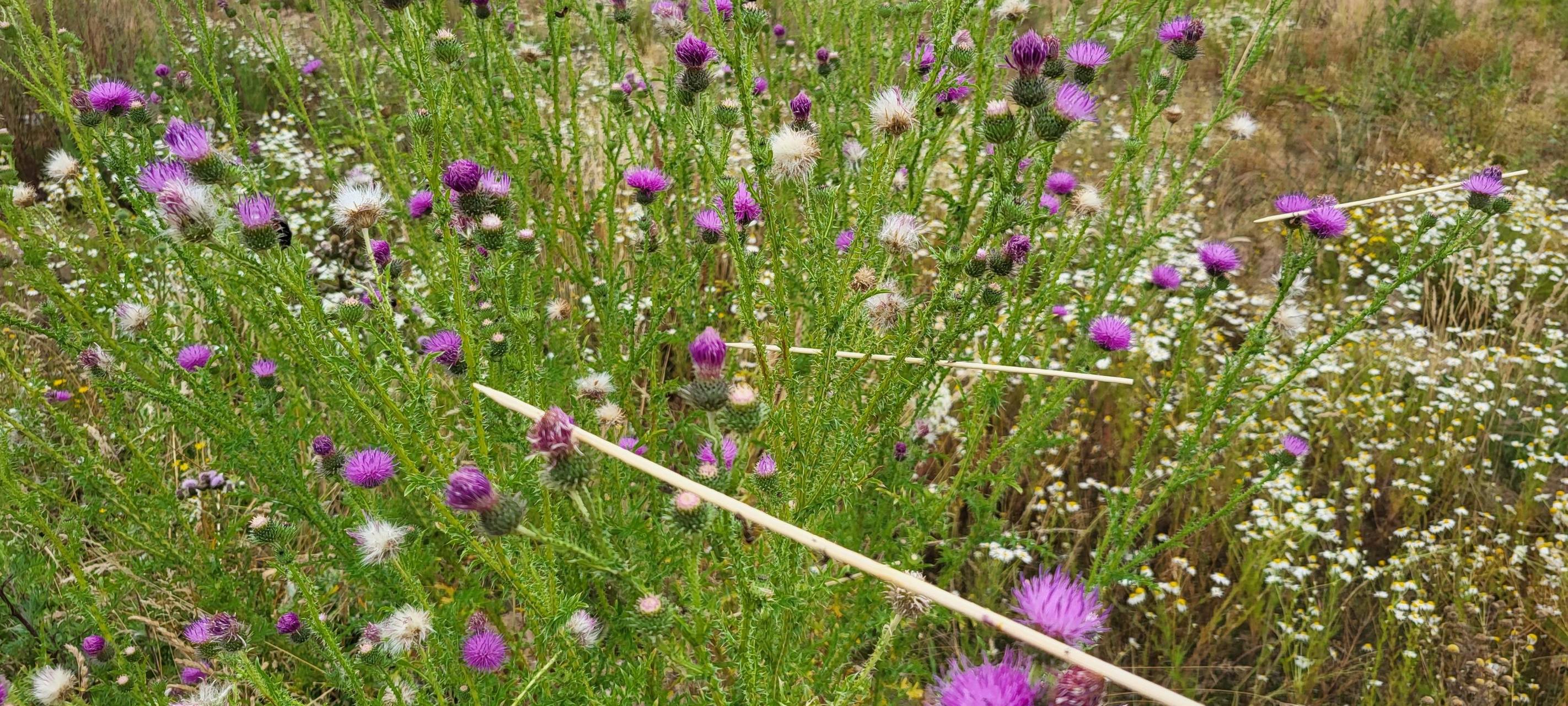 Vogel-Fänger am Niederrhein unterwegs
