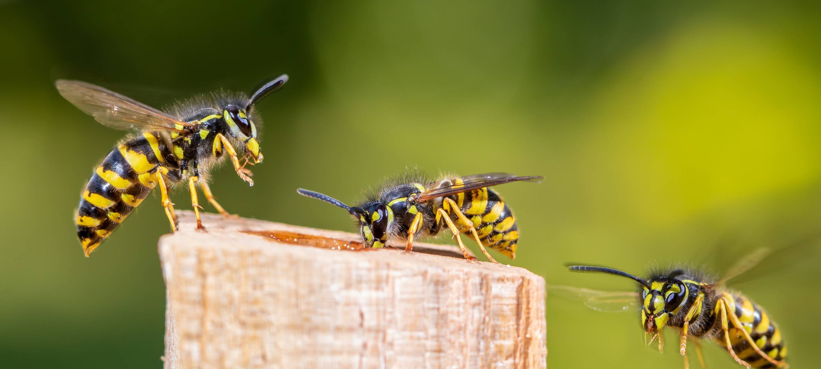Wespennest entfernt: Uerdinger Stadtbad öffnet wieder