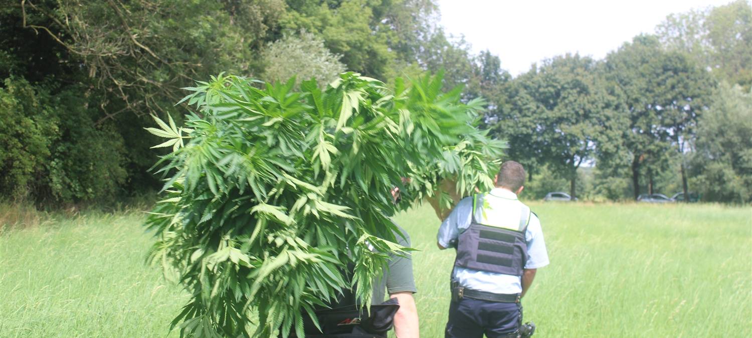 Hülser Berg: Cannabisplantage bei Spaziergang entdeckt