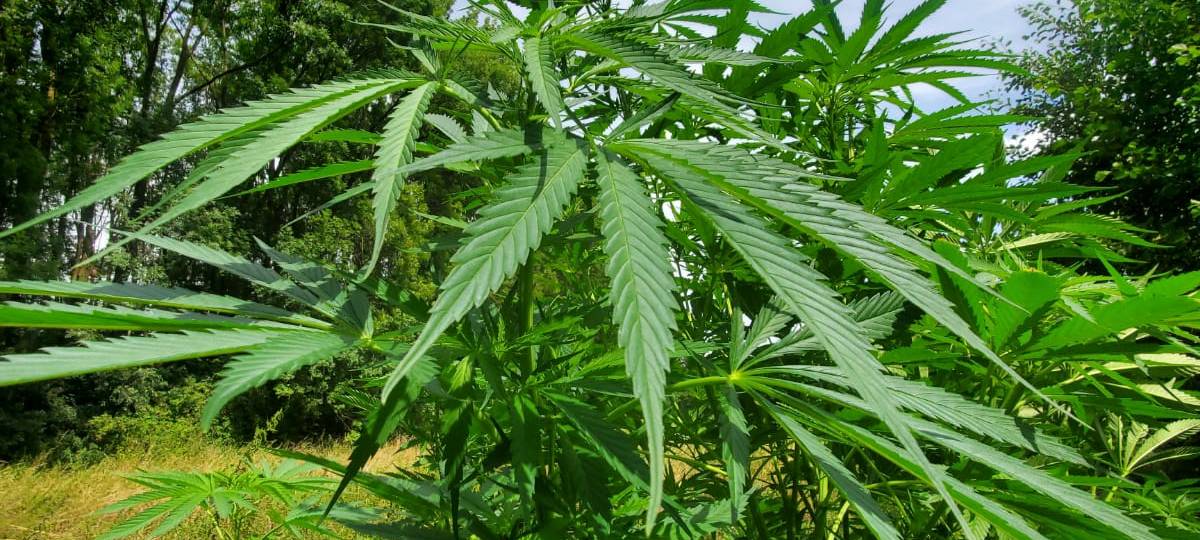 Hülser Berg: Cannabisplantage bei Spaziergang entdeckt