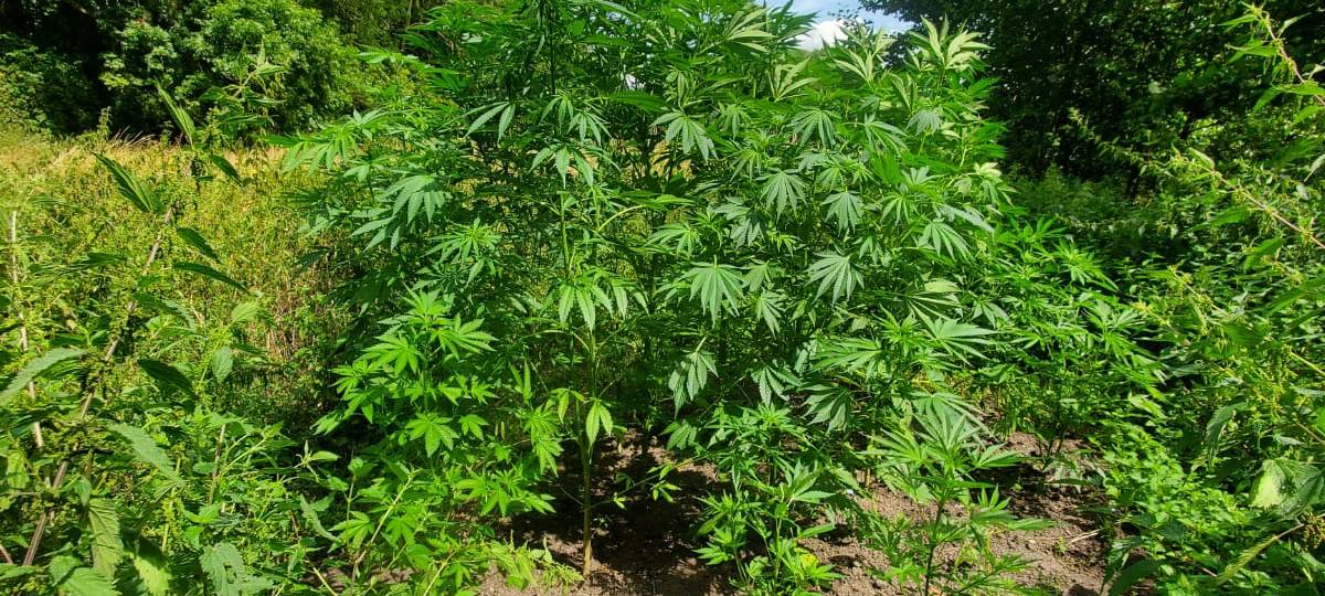 Hülser Berg: Cannabisplantage bei Spaziergang entdeckt