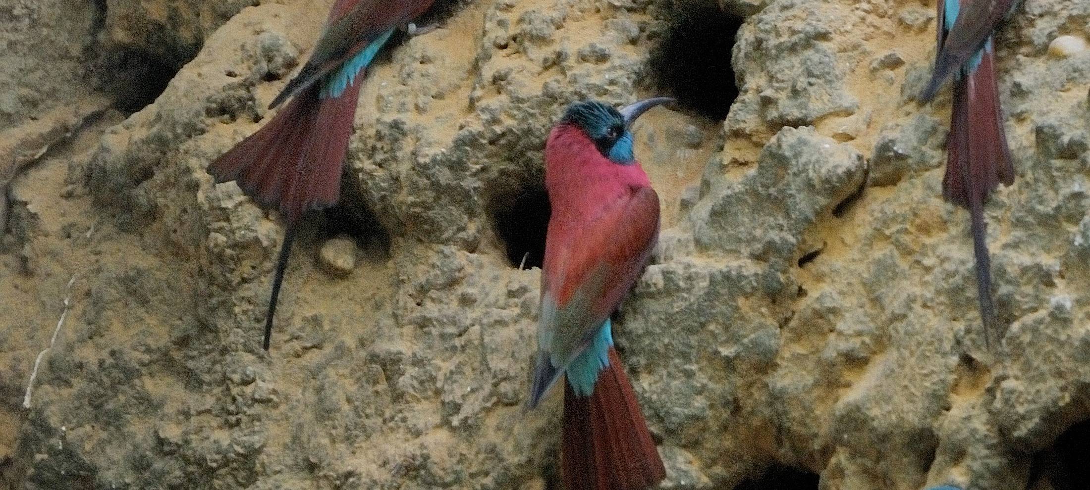 Vorläufige Entwarnung nach Vogelgrippe-Test im Krefelder Zoo