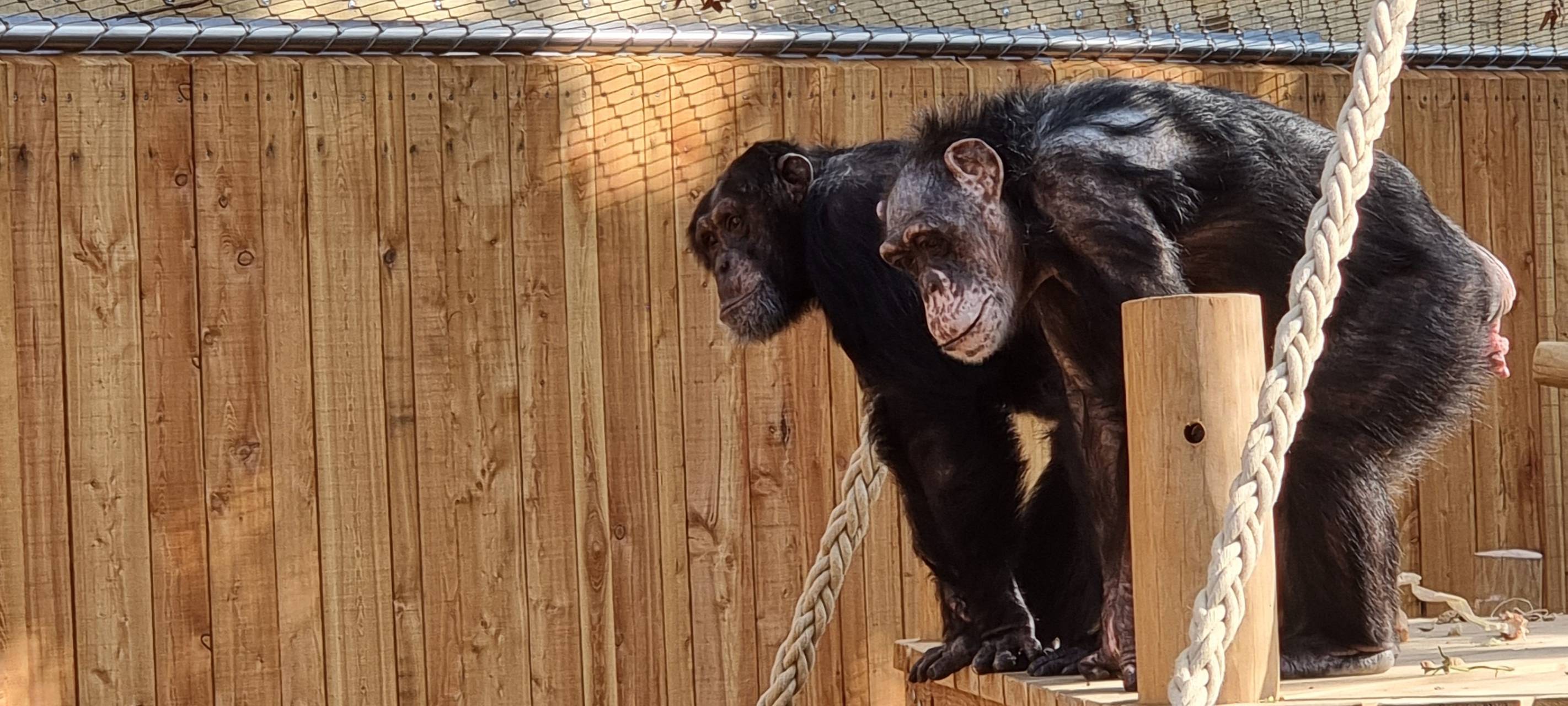 Neue Mitbewohnerin für Schimpansen im Krefelder Zoo ist da