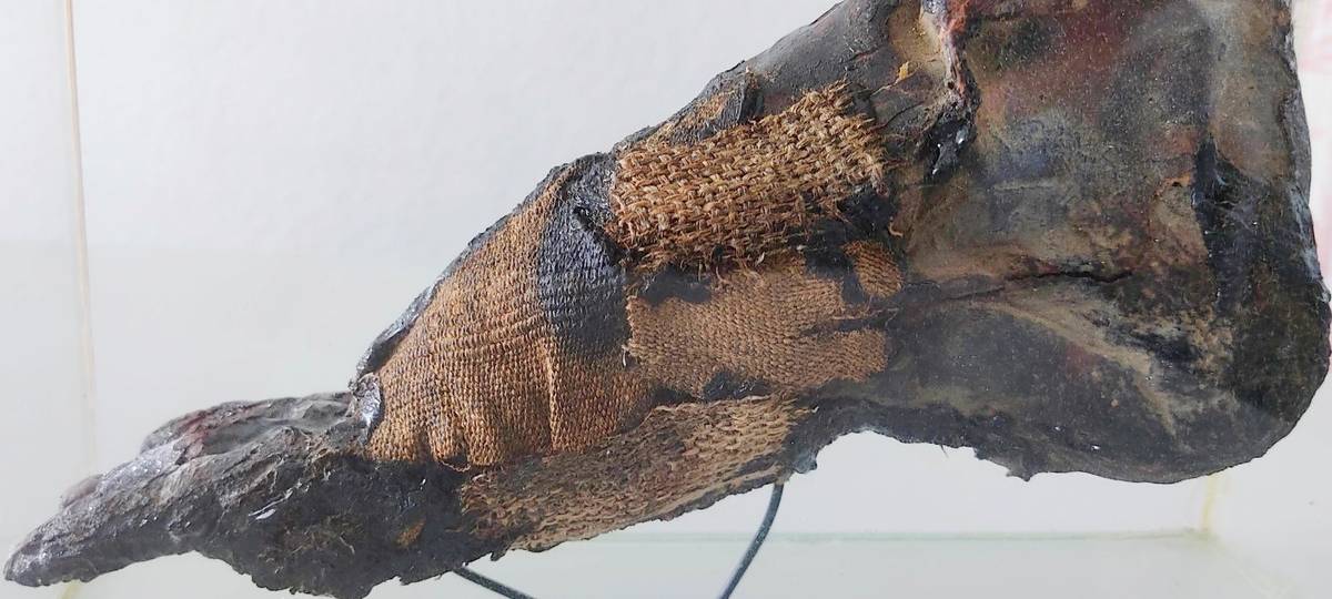 Krefelder Mumienfuß geht zurück nach Ägypten