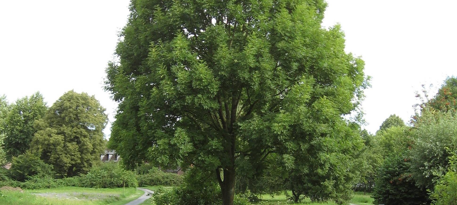 Nettetal investiert weiter in Klimaschutz