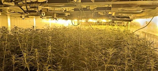 Willich: Cannabis-Anbau im großen Stil aufgedeckt
