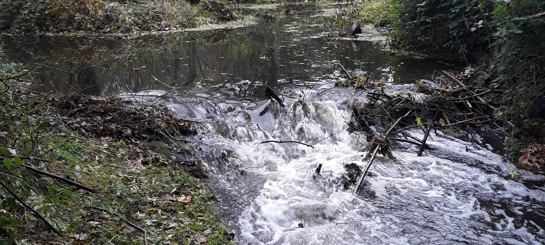 Biber bauen dutzende Dämme am Niederrhein