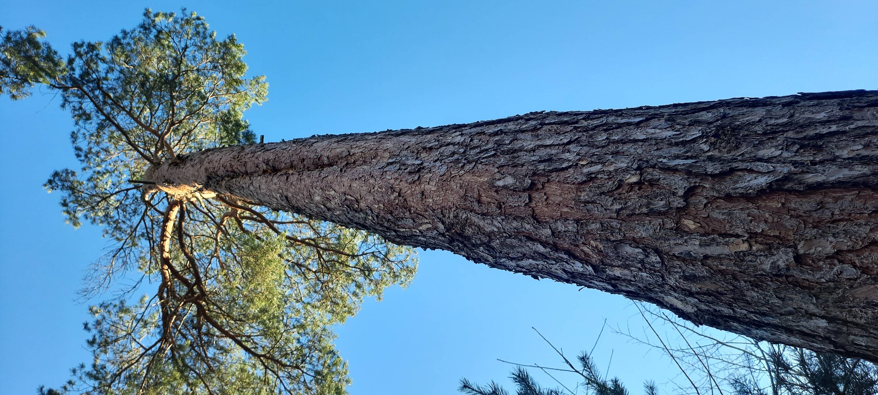 Tötlicher Unfall bei Baumfällarbeiten in Viersen