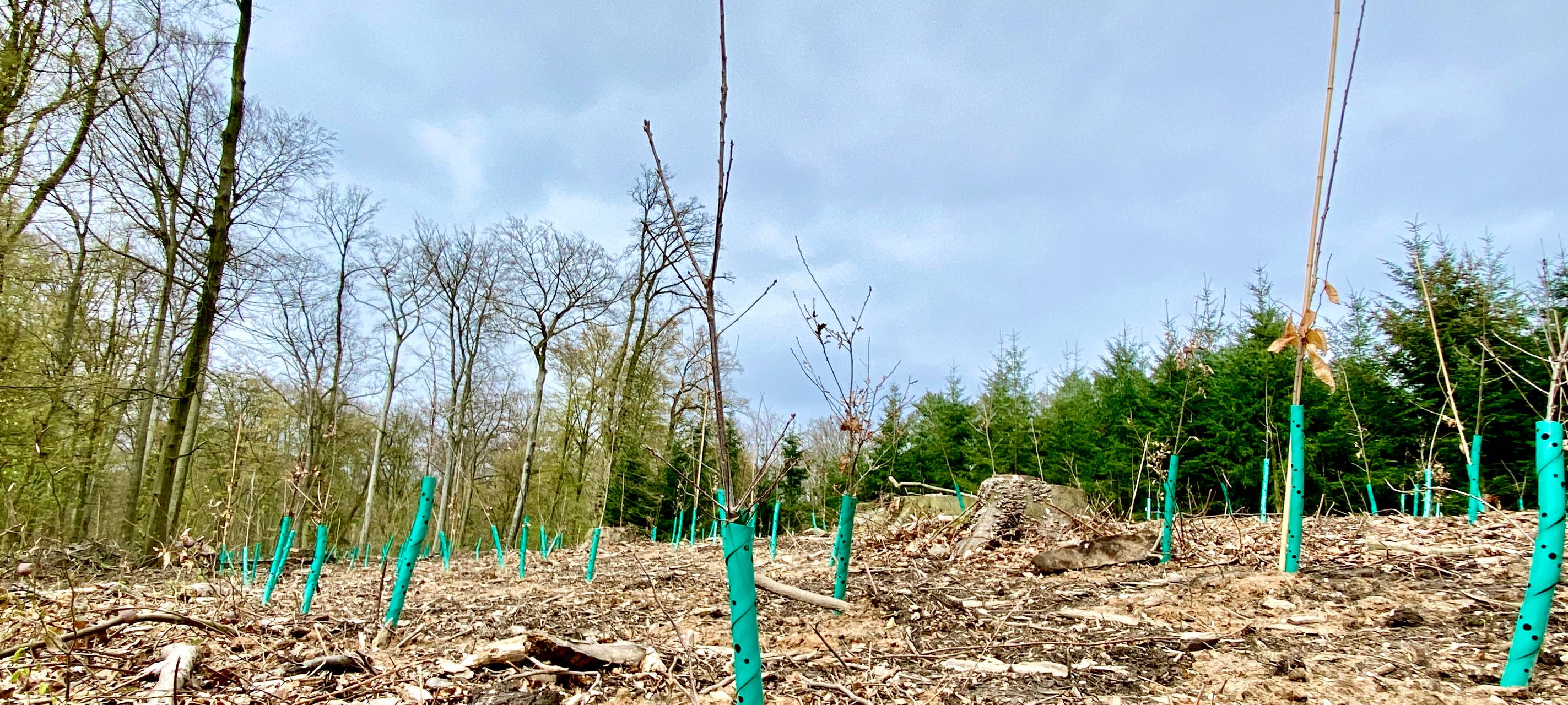 Kommunalbetrieb pflanzt neue Bäume im Stadtwald Krefeld