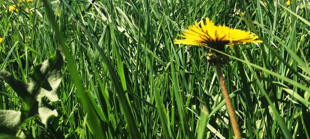 Nachtfahrverbot für Mähroboter im Kreis Viersen