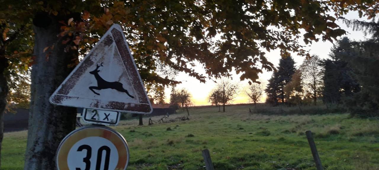 Kreis Viersen vermisst rund 130 Damwild-Hirsche