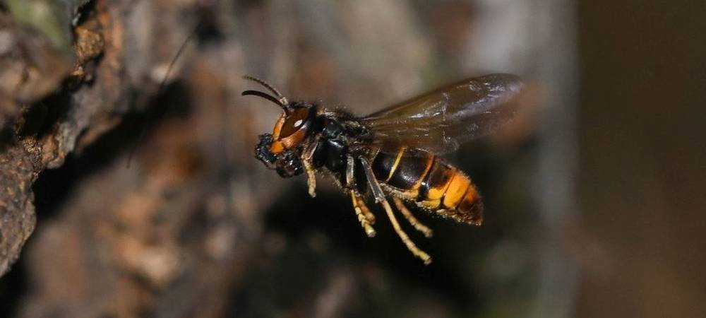 Asiatische Hornisse verbreitet sich