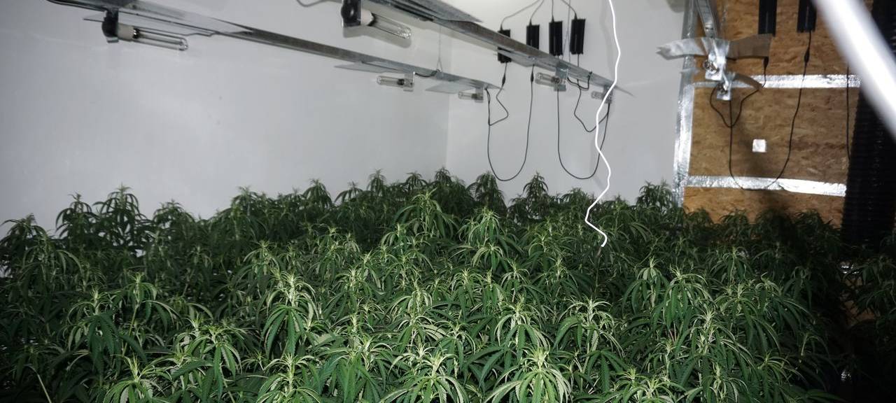 Nettetal und Niederkrüchten: Marihuana-Plantage gefunden