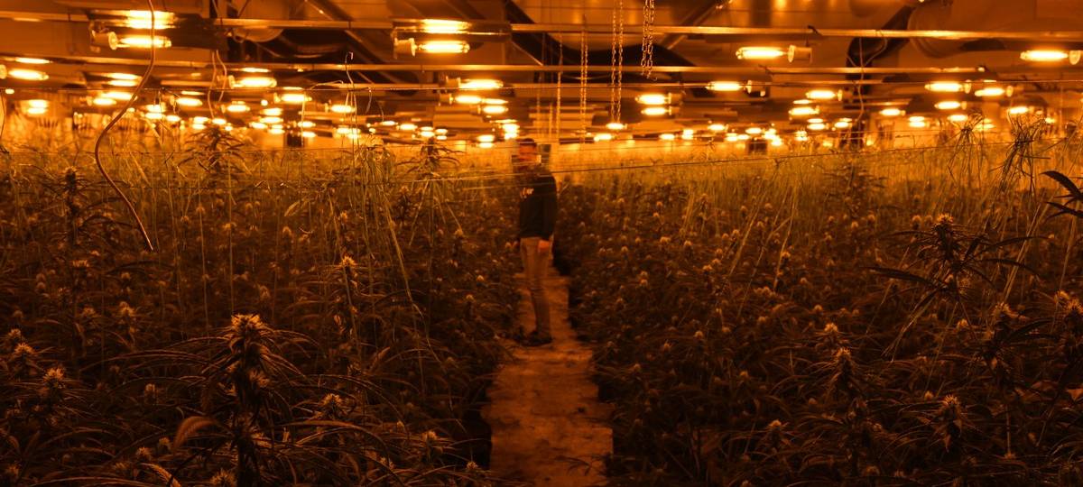 Krefeld: Cannabisplantage an der Schwertstraße