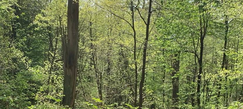 Waldgebiet in Nettetal soll stillgelegt werden