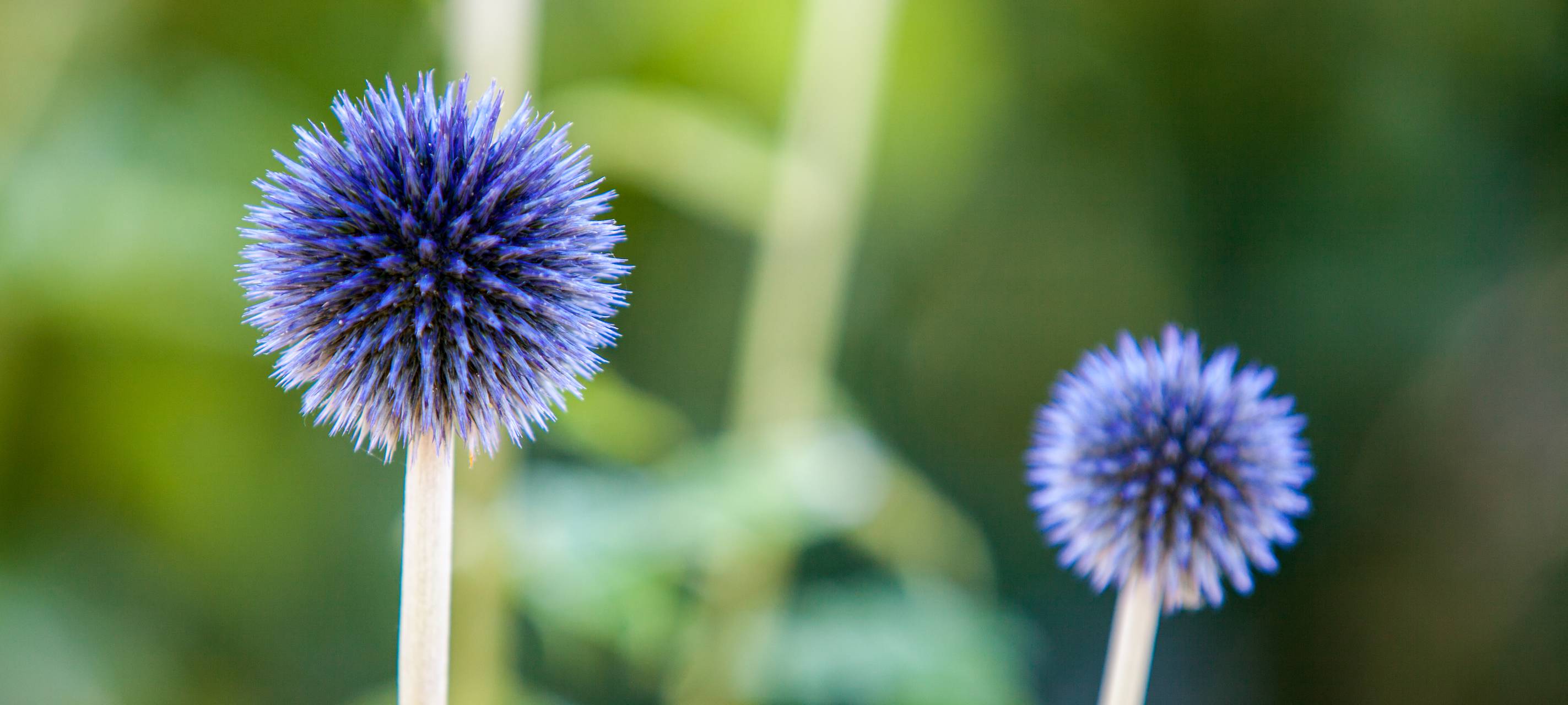 Kreis Viersen sorgt für Wildblumen