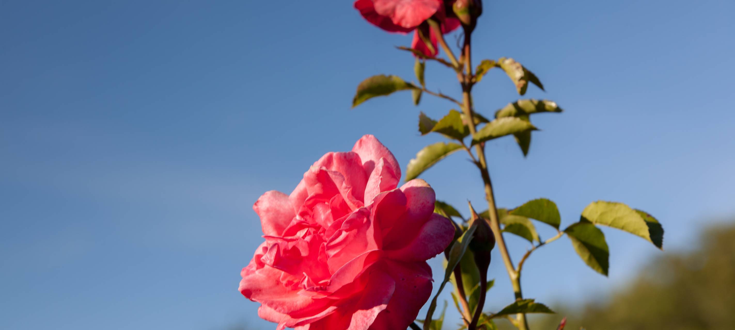 "Viersen blüht" bis September